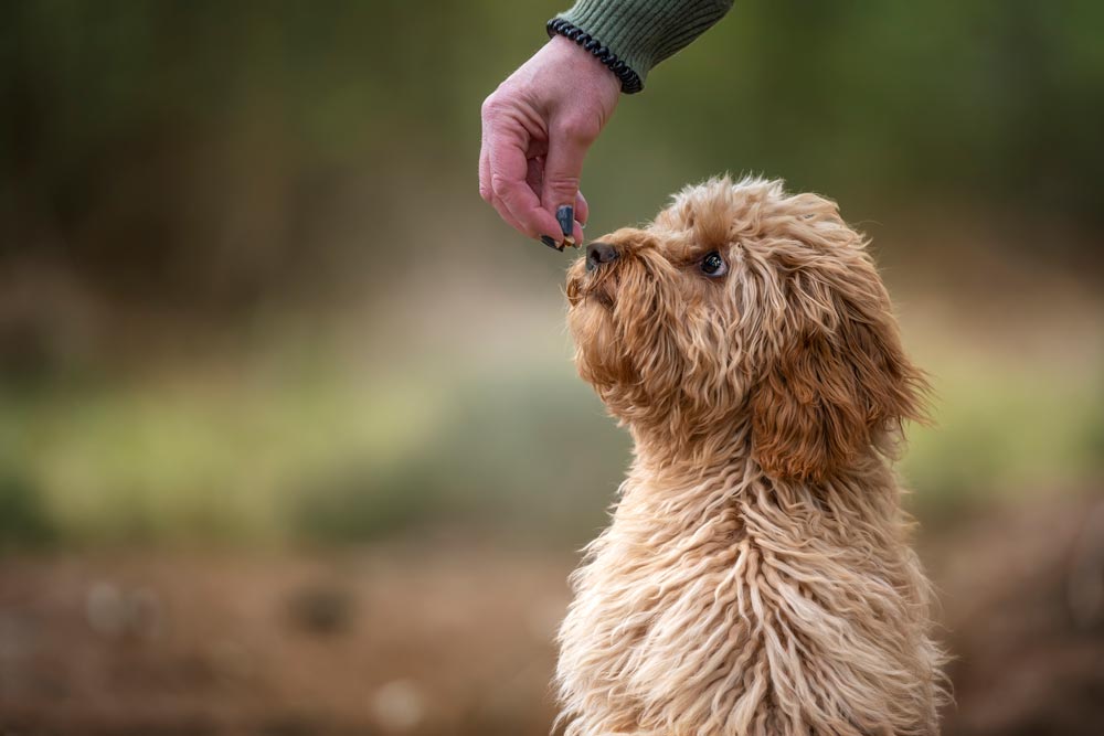 A young Cavapoo puppy being trained by a dog trainer using treats.  