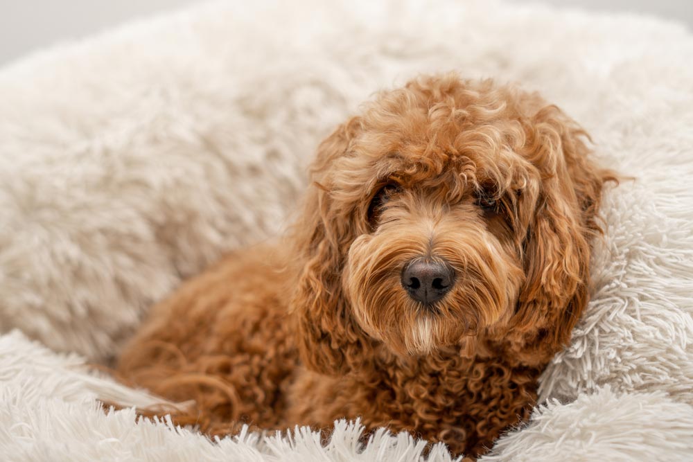 Young Cavapoo Puppy resting nicely in a white dog bed inside of an apartment.