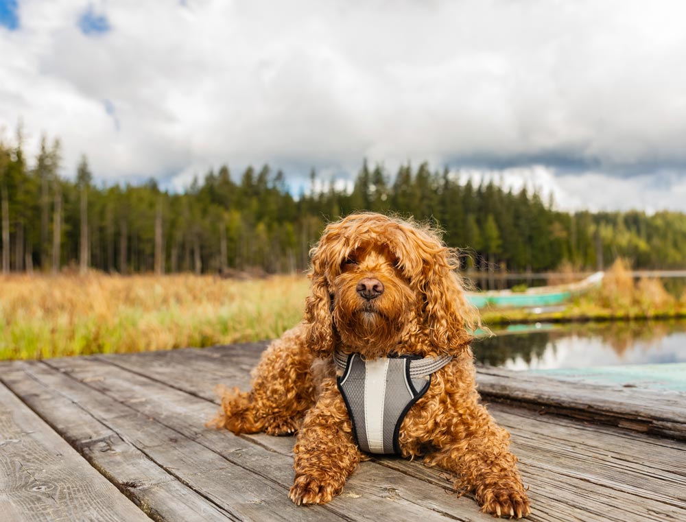 Cavapoo laying on a dock by a lake while on family vacation.